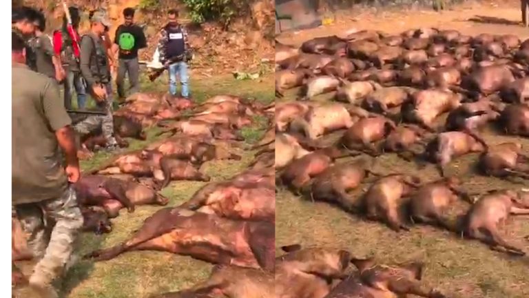Vattamkulam Wild Boar Hunting 182 Wild Boars Killed in Kerala